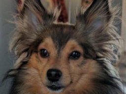 sheltie-kee_1_20220602_1054009047